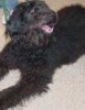 Chewbacca